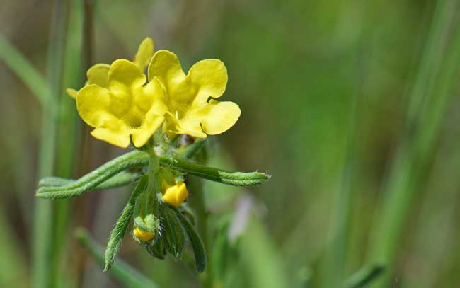 Lithospermum cobrense, Smooththroat Stoneseed, Southwest Desert Flora